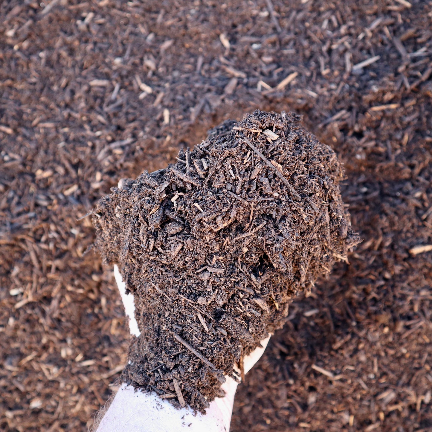 close up of a hand holding chicken compost in Missoula Montana