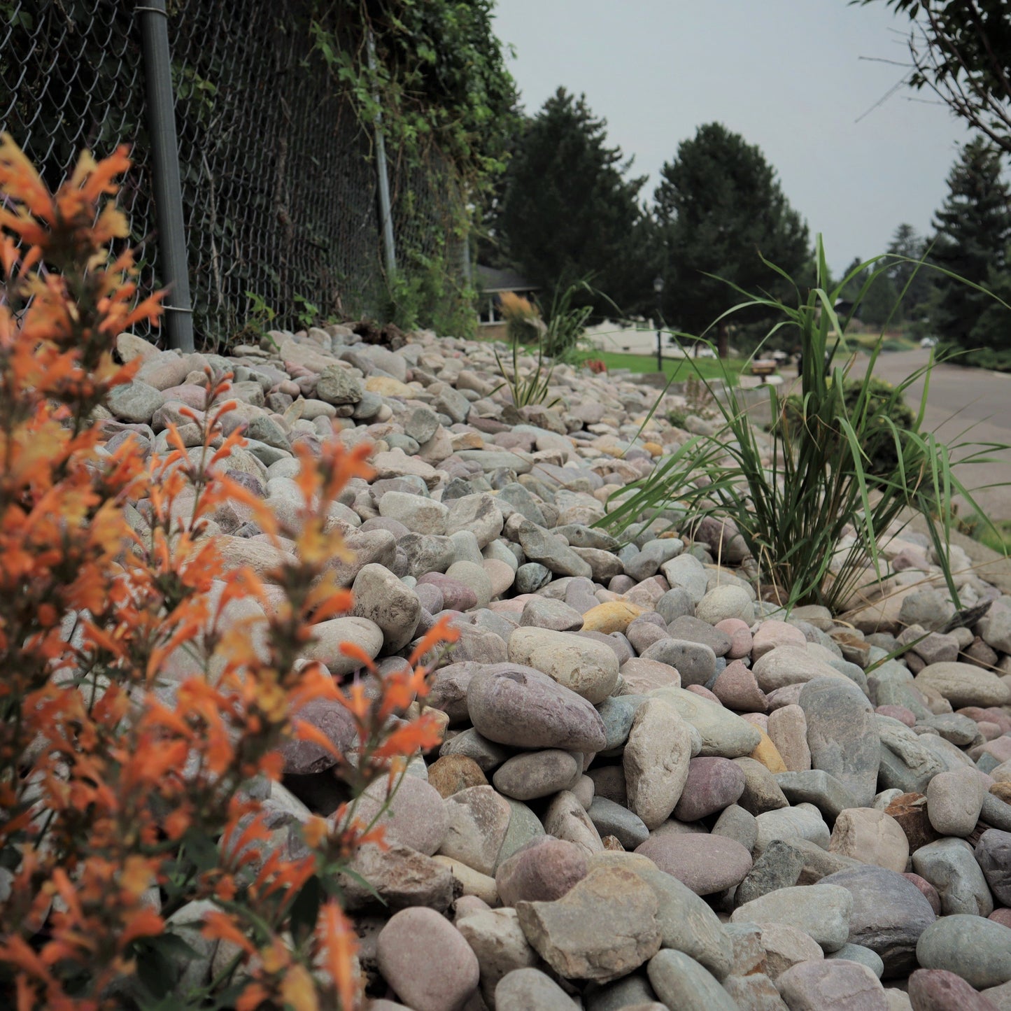 3 inch round river rock used in a landscape bed.