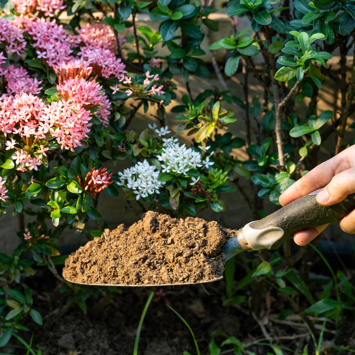 A shovel full of composted cow manure.